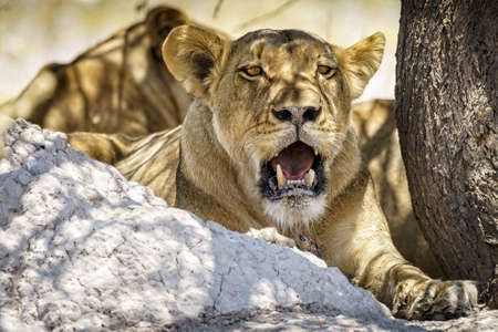 Lionesses resting in the shade at mid day, Close up of a lioness with a broken tooth.の写真素材