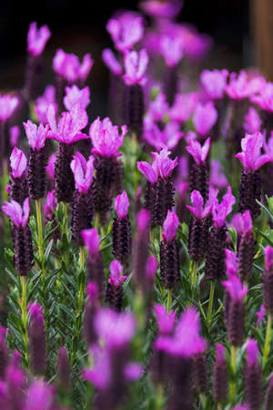 English lavender set with a shallow depth of field.の写真素材