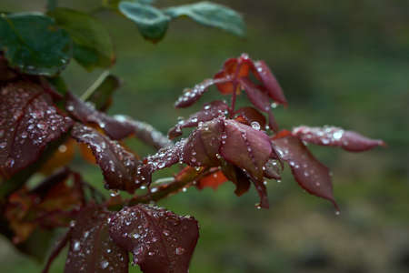 A closeup shot of red plant leaves covered with dewdrops on a blurred backgroundの写真素材