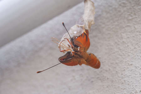 A closeup of a big orange fly under the lights with a wall on the background