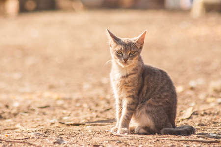 A closeup shot fo a cute grey cat sitting on the ground in the yardの写真素材