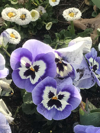 A closeup shot of purple garden pansy flowers with white flowers in the background