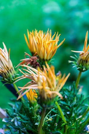 A vertical selective focus shot of a yellow safflower with a green blurred background