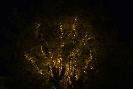 An illuminated tree in the darkness - great for a cool background or wallpaper