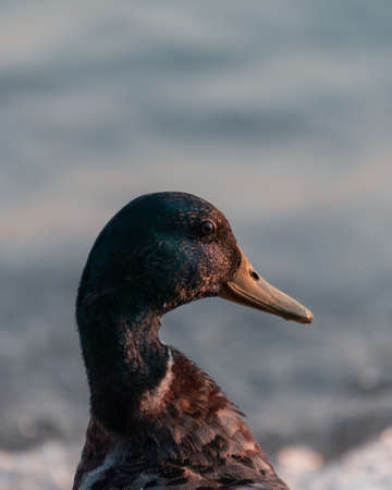 A vertical closeup shot of a duck with a blurred backgroundの写真素材