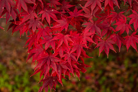 A closeup shot of red leaves attached to the branch