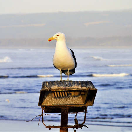 A Great black-backed gull standing on a lamp with the sea and hills on the blurry background