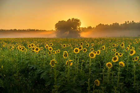 A breathtaking view of a field full of sunflowers and the trees in the backgroundの写真素材