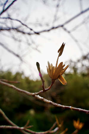 A vertical selective focus shot of a yellow flower growing on the bare branch of a tree with blurred...