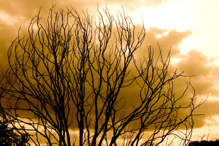 A silhouette of a leafless tree with a yellow sky in the background - the concept of pollution