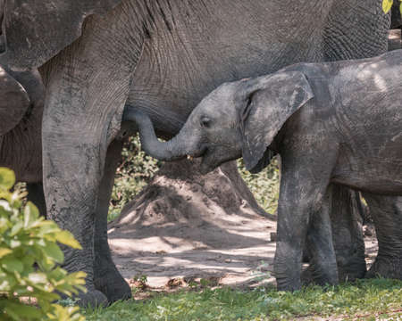 A baby elephant standing near big elephants in the forest during daytimeの写真素材