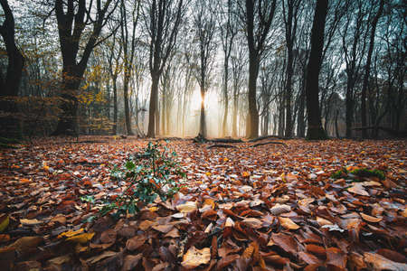 A high angle shot of red Autumn leaves on the ground in a forest with trees on the back at sunset