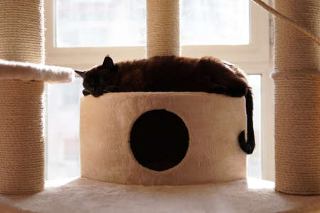 A closeup shot of a black cat sleeping on a white chair near the windowの写真素材