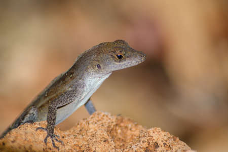 A closeup of a small Agamas standing on a plant in a garden with a blurry background
