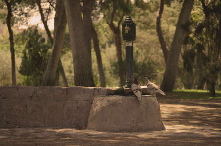 Two peagons over a fontの写真素材