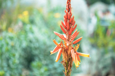 A closeup of a red Heliconia in a garden under sunlight with greenery on the blurry backgroundの写真素材