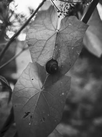 A vertical greyscale shot of a cute helix on a leaf in the middle of a forestの写真素材