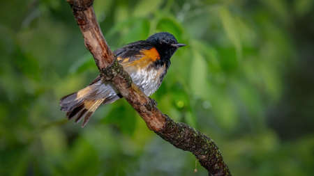 American redstart (Setophaga ruticilla) shot off the Boardwalk during Spring migration at Magee...