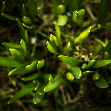 A closeup shot of green plant with a blurred backgroundの写真素材