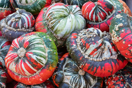 A lot of pumpkins of different shapes and sizes in a marketの写真素材