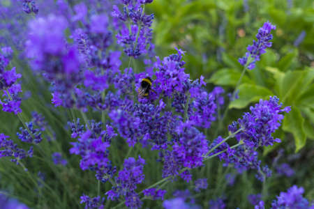 A closeup selective focus shot of Lavandula Pinnata flowering plants