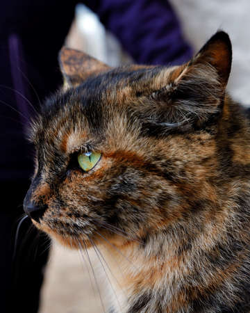 PORTLAND, UNITED STATES - Nov 23, 2019: A vertical shot of a cute cat with beautiful green eyesの写真素材