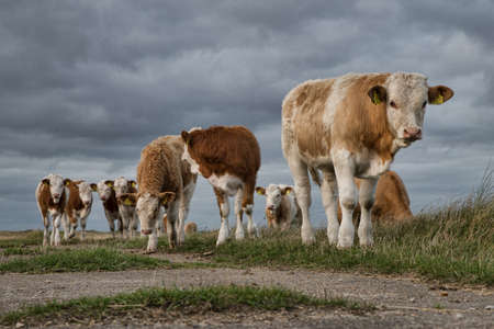 A beautiful shot of a group of cows in the pasture under the beautiful dark cloudsのeditorial素材