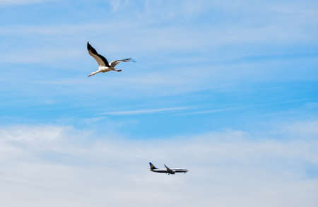 BIRZEBBUGA, MALTA - Oct 17, 2015: A White Stork, Ciconia ciconia, migrating over the Maltese Islands. Bird is in flight, with a Ryanair plane in the background in opposite direction.のeditorial素材