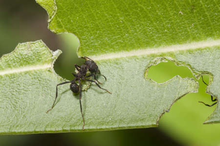 A selective focus shot of a black spider sitting on the green leaf and eating itのeditorial素材