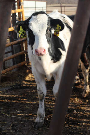 A vertical shot of a cow in a farm taken in South Dakotaのeditorial素材