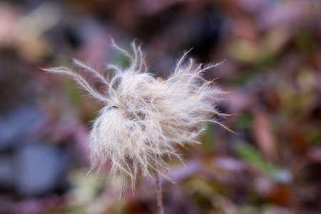 A closeup selective focus shot of a wildflower growing in the Gates of the Arctic National Park