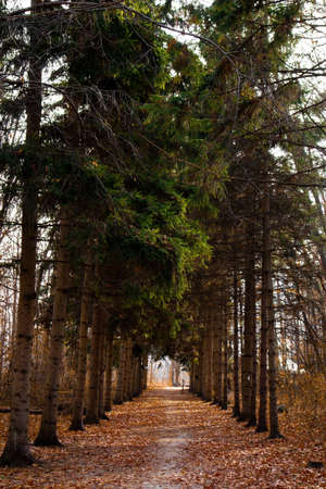 AURORA, CANADA - Nov 28, 2019: A patch of green in the middle of the forest.のeditorial素材