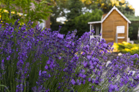 A closeup selective focus shot of Lavandula Pinnata flowering plants