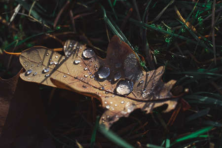 small waterdrops on a leafの写真素材