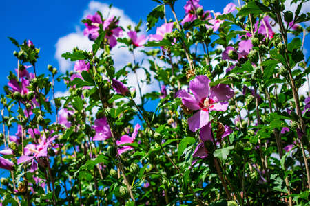 A blue hibiscus garden surrounded by greenery under a blue sky and sunlight during daytime