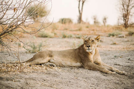 A closeup shot of a tiger lying in the middle of a dry field observing its surroundingsの写真素材
