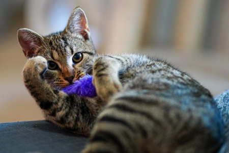 A closeup of a playing cat laying on the couch in a house with a blurry backgroundの写真素材