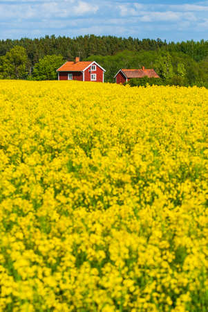 The farmhouses in a field full of yellow flowers with trees in the background in Swedenのeditorial素材