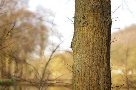 A closeup shot of a trunk of a tree with a blurred background