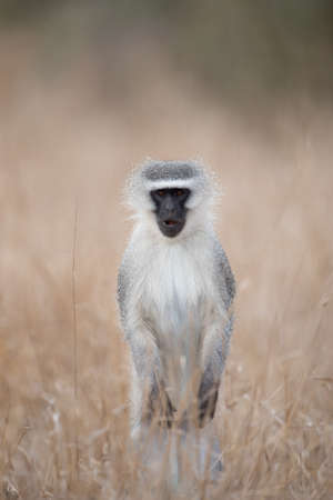 A vertical shot of an alert blackface monkey standing on the bushの写真素材