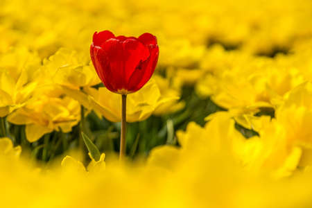 A selective focus shot of a red flower surrounded by yellow flowers at daytimeの写真素材