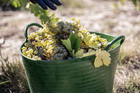 A green basket filled with fresh grapes for winemaking