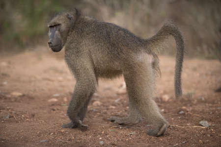 Baboon monkey walking on the ground with a blurred background