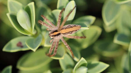 Nursery web spider (Pisaura mirabilis) is a spider species of the family Pisauridae. The stripe...
