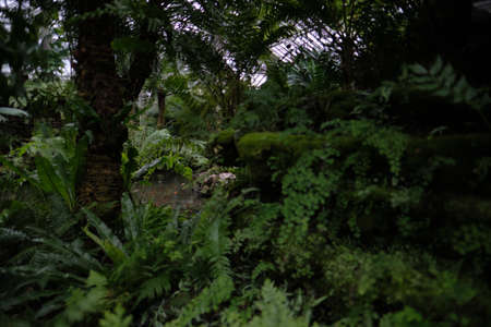 A river surrounded by trees and bushes in a forest under the sunlight