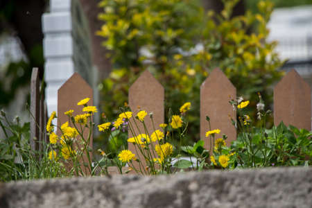 A closeup selective focus shot of wildflowers in a gardenの写真素材