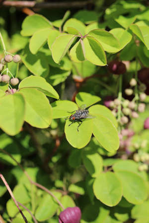 A vertical closeup shot of a fly on green leaves with a blurred background