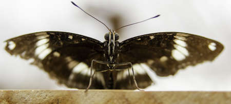 A closeup of a Black hairstreak under the sunlight with a blurry background