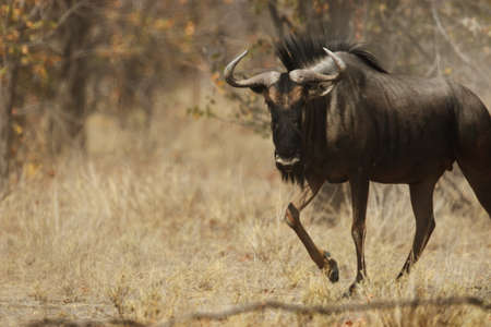 a closeup shot of a wildebeest trotting on the grassy savannaの写真素材