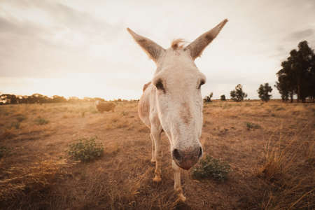 A closeup of a white donkey in a field covered in greenery under a cloudy sky and sunlightの写真素材